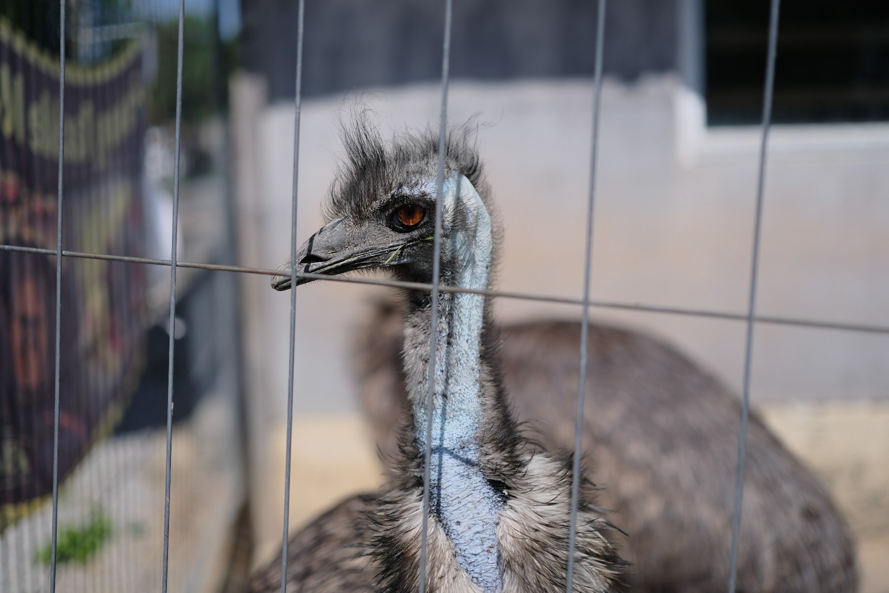 Angelparadies Herrhausen: Emu